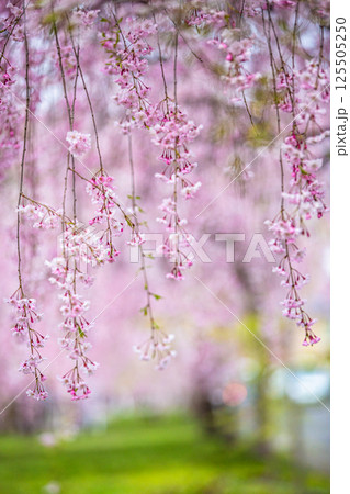 【福島県_喜多方市】日中線枝垂れ桜並木 【福島県_喜多方市】日中線枝垂れ桜並木 125505250
