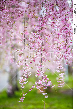 【福島県_喜多方市】日中線枝垂れ桜並木 125505251