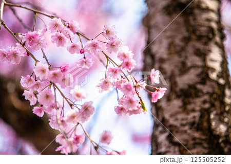 【福島県_喜多方市】日中線枝垂れ桜並木 【福島県_喜多方市】日中線枝垂れ桜並木 125505252