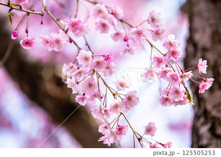 【福島県_喜多方市】日中線枝垂れ桜並木 【福島県_喜多方市】日中線枝垂れ桜並木 125505253