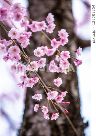 【福島県_喜多方市】日中線枝垂れ桜並木 【福島県_喜多方市】日中線枝垂れ桜並木 125505254