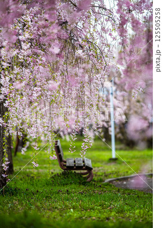 【福島県_喜多方市】日中線枝垂れ桜並木 125505258