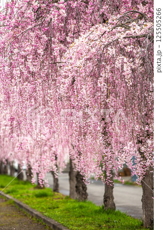 【福島県_喜多方市】日中線枝垂れ桜並木 125505266