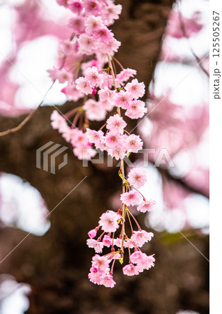 【福島県_喜多方市】日中線枝垂れ桜並木 【福島県_喜多方市】日中線枝垂れ桜並木 125505267