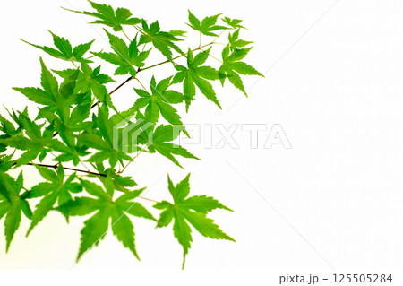 楓 新緑 白背景 125505284