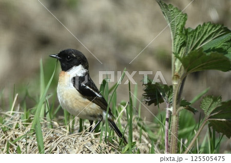 最北端の街 125505475