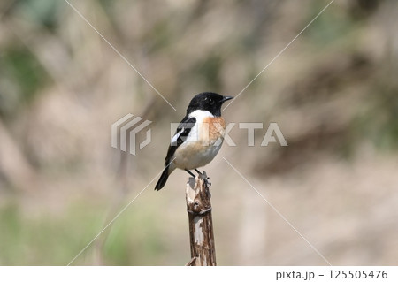 最北端の街 125505476