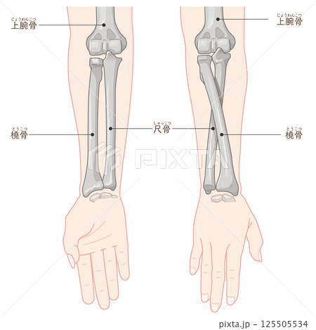 前腕の回内運動・回外運動のイラスト Arm Pronation and Supination 前腕の回内運動・回外運動のイラスト Arm Pronation and Supination 125505534