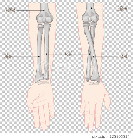 前腕の回内運動・回外運動のイラスト Arm Pronation and Supination 前腕の回内運動・回外運動のイラスト Arm Pronation and Supination 125505534