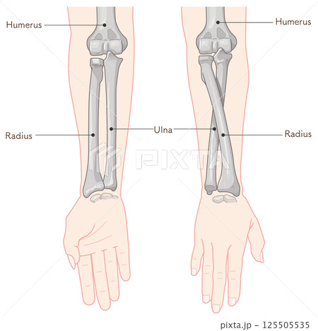 前腕の回内運動・回外運動のイラスト Arm Pronation and Supination 125505535