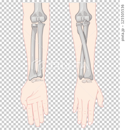 Illustration of forearm pronation and supination 125505536