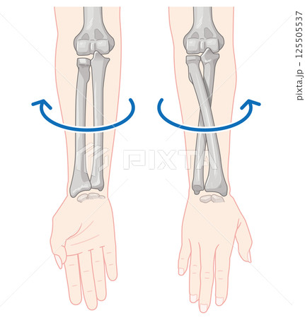 前腕の回内運動・回外運動のイラスト Arm Pronation and Supination 前腕の回内運動・回外運動のイラスト Arm Pronation and Supination 125505537