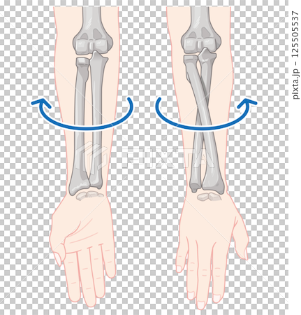 Illustration of forearm pronation and supination 125505537