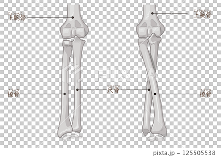 前腕の回内運動・回外運動のイラスト Arm Pronation and Supination 前腕の回内運動・回外運動のイラスト Arm Pronation and Supination 125505538