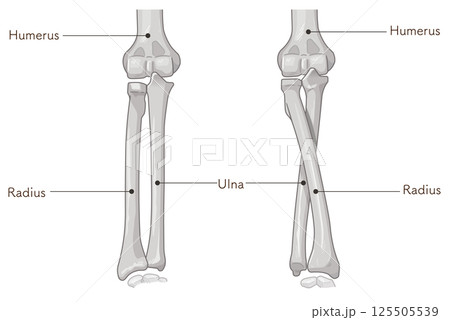 前腕の回内運動・回外運動のイラスト Arm Pronation and Supination 前腕の回内運動・回外運動のイラスト Arm Pronation and Supination 125505539