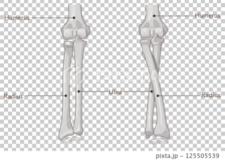 前臂旋前和旋後示意圖 前臂旋前和旋後示意圖 125505539