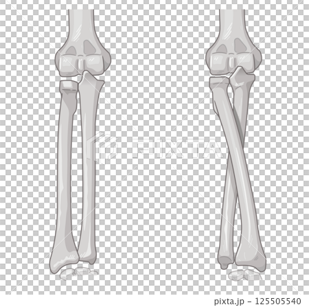 Illustration of forearm pronation and supination 125505540