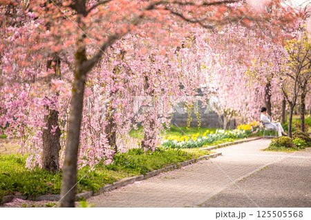 【福島県_喜多方市】日中線枝垂れ桜並木 125505568