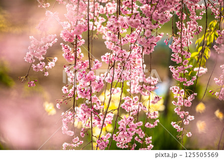 【福島県_喜多方市】日中線枝垂れ桜並木 125505569