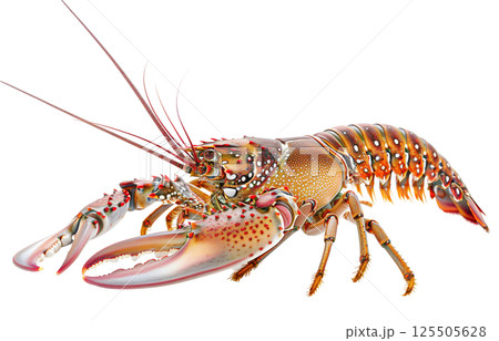 Lobster isolated on white background png transparent clipart. 125505628