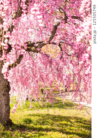 【福島県_喜多方市】日中線枝垂れ桜並木 125505749