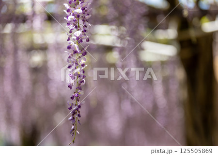 藤棚に咲く 藤棚に咲く 125505869