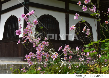 善峯寺の経堂 秋明菊 善峯寺の経堂 秋明菊 125505908