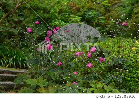 赤い秋明菊の花 125505910