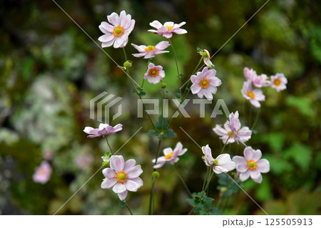 秋に咲くピンクの秋明菊の花 秋に咲くピンクの秋明菊の花 125505913