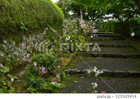 善峯寺の秋明菊 125505914