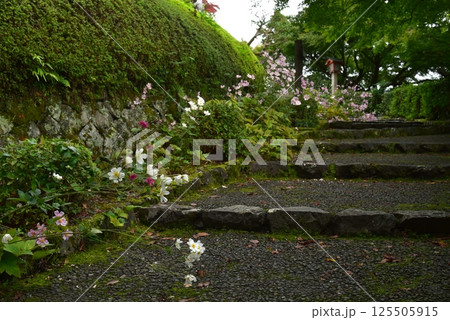 善峯寺の秋明菊 125505915