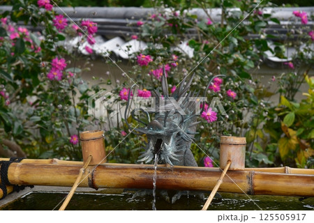 善峯寺の秋明菊 125505917