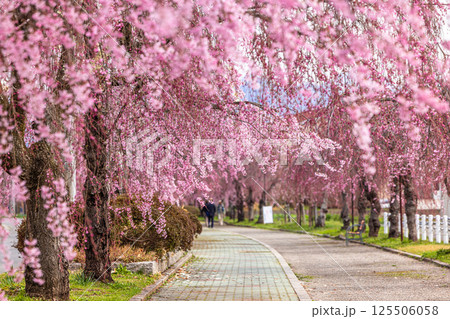【福島県_喜多方市】日中線枝垂れ桜並木 125506058