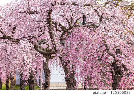 【福島県_喜多方市】日中線枝垂れ桜並木 【福島県_喜多方市】日中線枝垂れ桜並木 125506082
