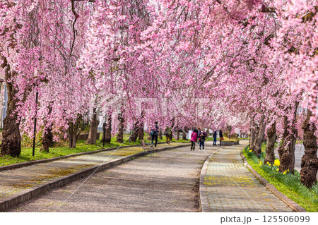 【福島県_喜多方市】日中線枝垂れ桜並木 【福島県_喜多方市】日中線枝垂れ桜並木 125506099
