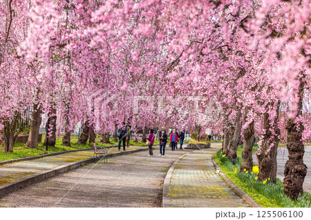 【福島県_喜多方市】日中線枝垂れ桜並木 125506100