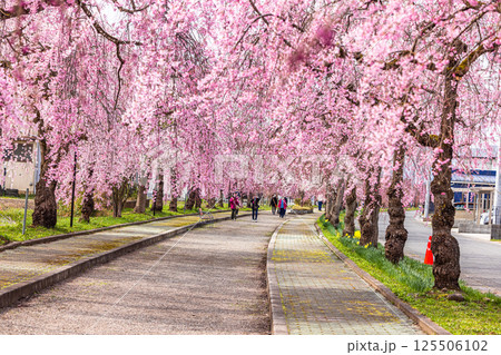【福島県_喜多方市】日中線枝垂れ桜並木 【福島県_喜多方市】日中線枝垂れ桜並木 125506102