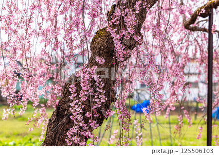 【福島県_喜多方市】日中線枝垂れ桜並木 125506103