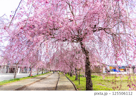 【福島県_喜多方市】日中線枝垂れ桜並木 【福島県_喜多方市】日中線枝垂れ桜並木 125506112