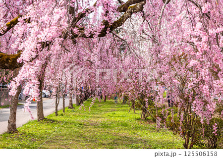 【福島県_喜多方市】日中線枝垂れ桜並木 【福島県_喜多方市】日中線枝垂れ桜並木 125506158