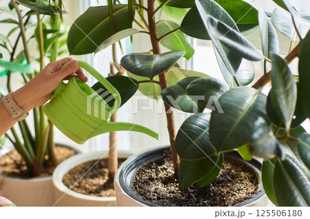 Watering a Small Plant Illustrated in a Clear Glass Cup for Home Growth Watering a Small Plant Illustrated in a Clear Glass Cup for Home Growth 125506180