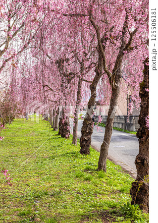 【福島県_喜多方市】日中線枝垂れ桜並木 【福島県_喜多方市】日中線枝垂れ桜並木 125506181