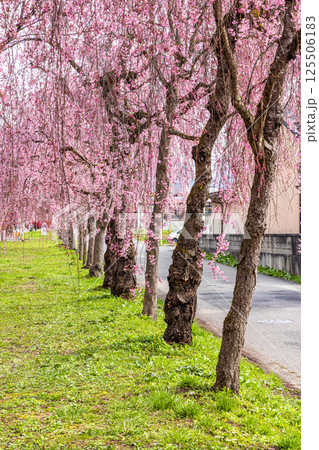 【福島県_喜多方市】日中線枝垂れ桜並木 【福島県_喜多方市】日中線枝垂れ桜並木 125506183