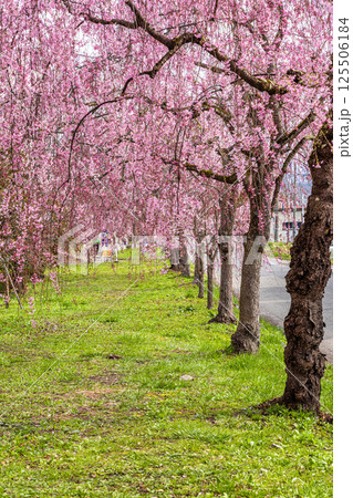 【福島県_喜多方市】日中線枝垂れ桜並木 【福島県_喜多方市】日中線枝垂れ桜並木 125506184