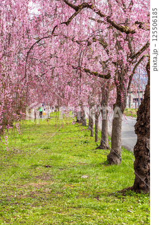 【福島県_喜多方市】日中線枝垂れ桜並木 125506185