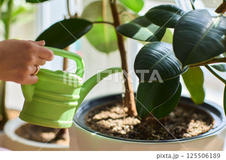 Watering a Small Plant Illustrated in a Clear Glass Cup for Home Growth Watering a Small Plant Illustrated in a Clear Glass Cup for Home Growth 125506189