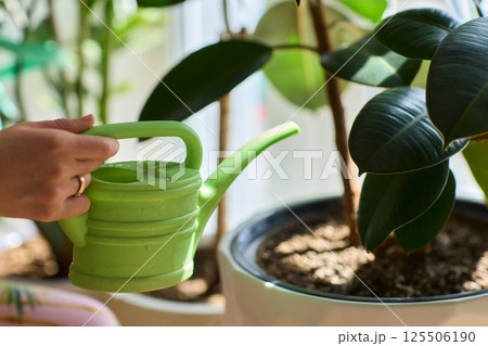 Watering a Small Plant Illustrated in a Clear Glass Cup for Home Growth 125506190