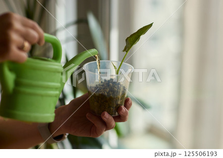 Watering a Small Plant Illustrated in a Clear Glass Cup for Home Growth 125506193