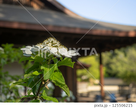 唐招提寺 御影堂の瓊花 唐招提寺 御影堂の瓊花 125506215