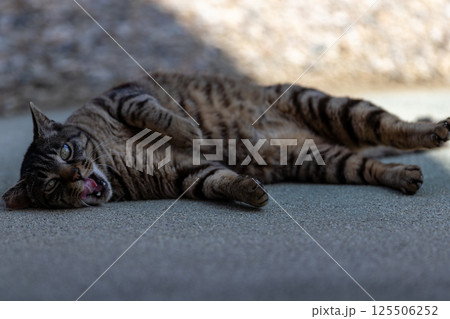 野良猫 125506252